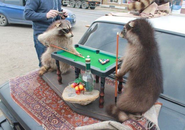 Racoons-Pool.jpg