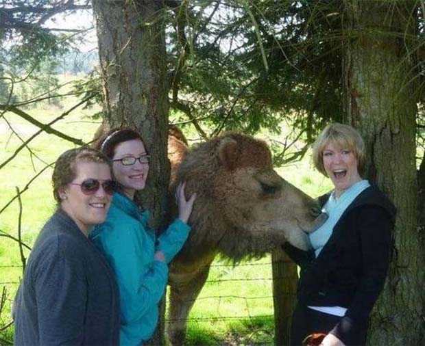 Nursing Camel ~ Funny Pics