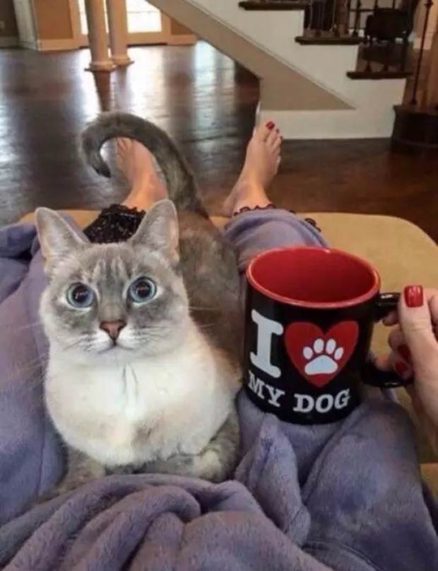 Funny cat pic, angry cat on woman's lap hold a I love my dog mug