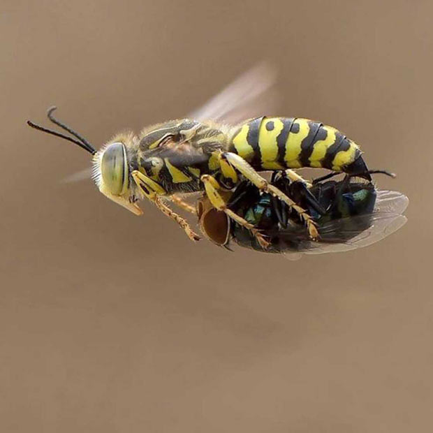Insect Uber ~ Flying hornet carrying fly ~ Funny Pics