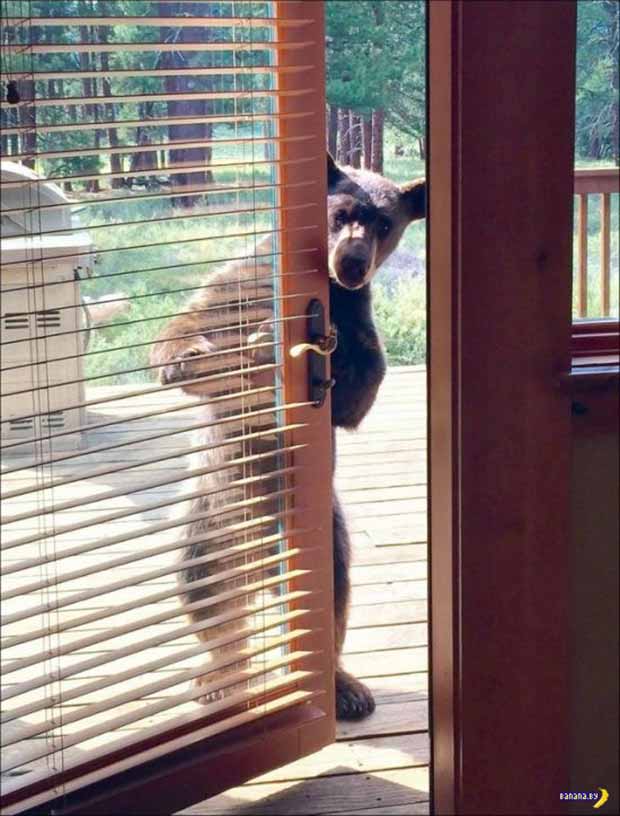 Standing bear opening house door ~ Funny Pics