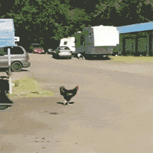 [Image: chicken-cross-road-cannibis-dispensary.gif]