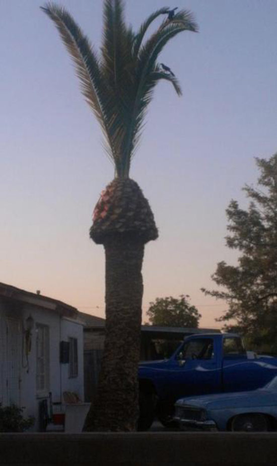 Squirting penis palm trees 35 Pictures That Prove You Have a Dirty Mind. 