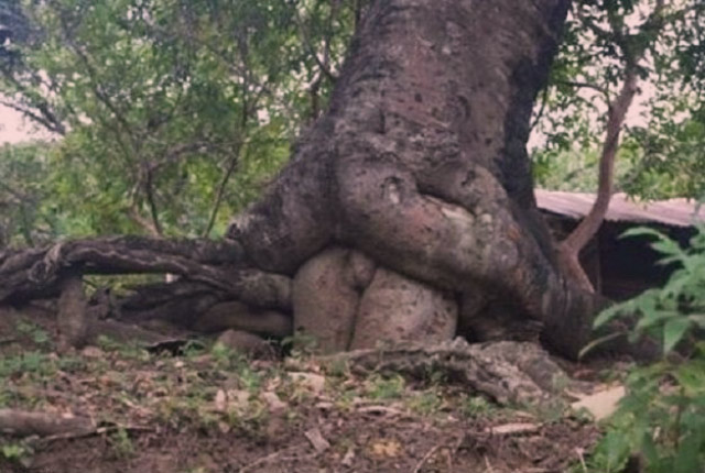 Nature. Butt humping trees. 35 Pictures That Prove You Have a Dirty Mind. 