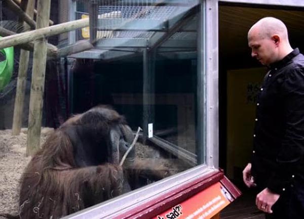 orangutan magic trick orangutan magic trick