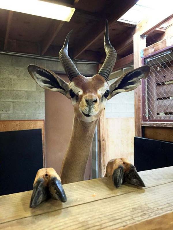 https://teamjimmyjoe.com/wp-content/uploads/2016/11/good-looking-animals-better-looking-deer.jpg