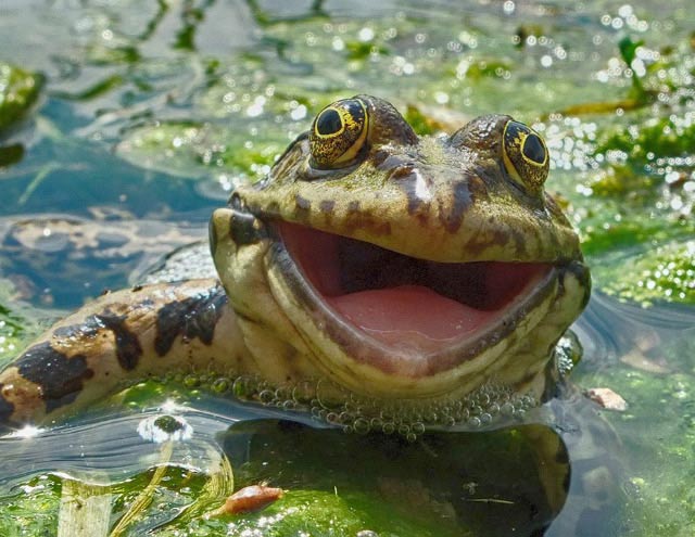 https://teamjimmyjoe.com/wp-content/uploads/2016/11/happy-smiling-frog.jpg