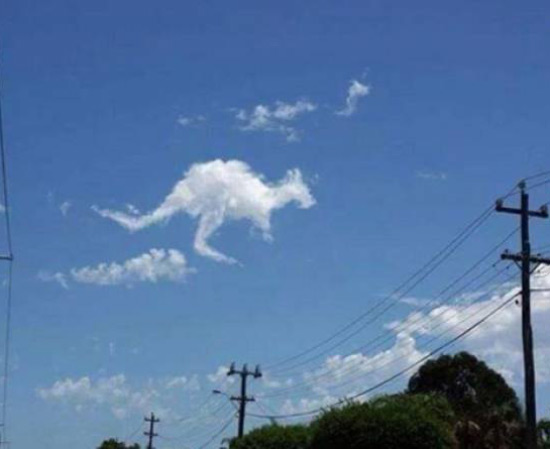 [Image: kangaroo-cloud.jpg]