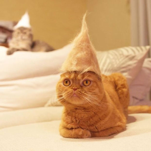 47 crazy funny cats with attitude … lots of attitude