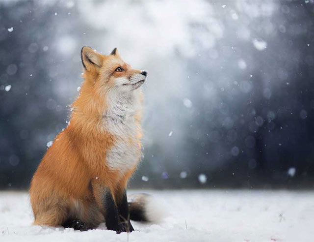 [Image: fox-animal-bands-drop-hottest-album.jpg]