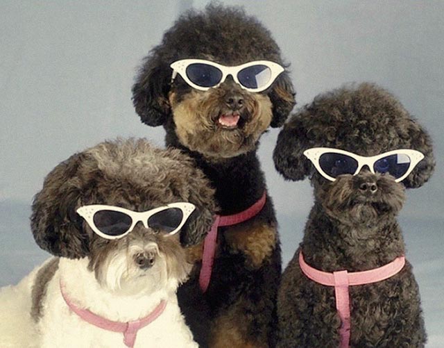 [Image: girl-group-dogs-animals-drop-hottest-album.jpg]
