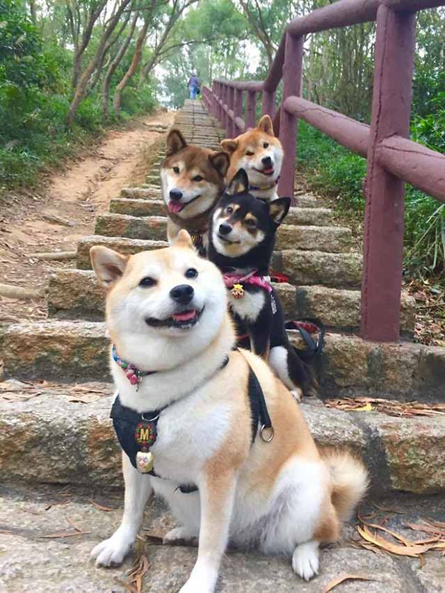 [Image: stairs-dogs-animal-bands-drop-hottest-album.jpg]