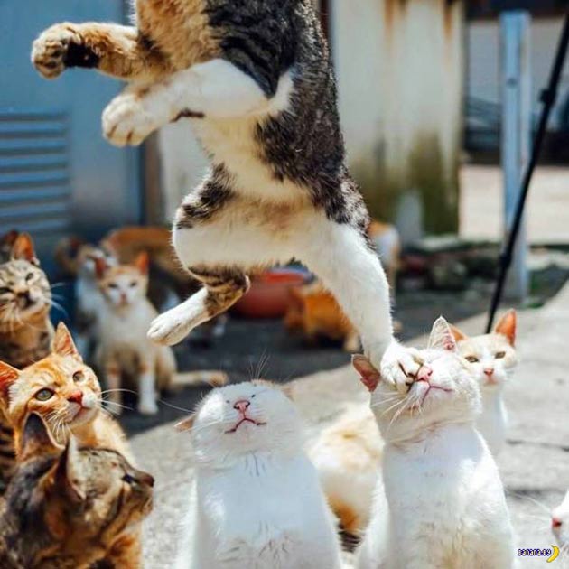 Funny cats ~ in your face!