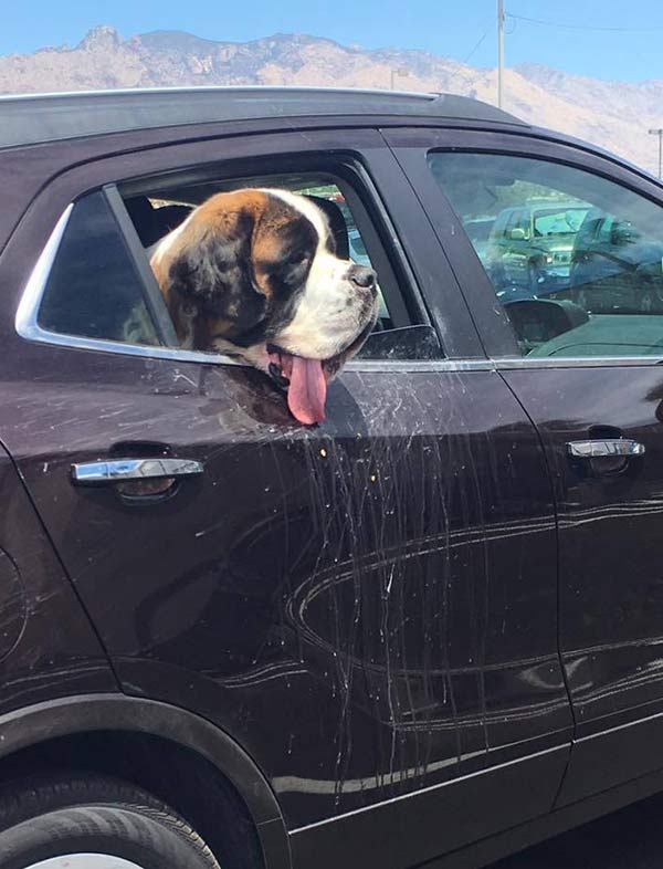 Funny dogs ~ Sint Bernard drooling out car window