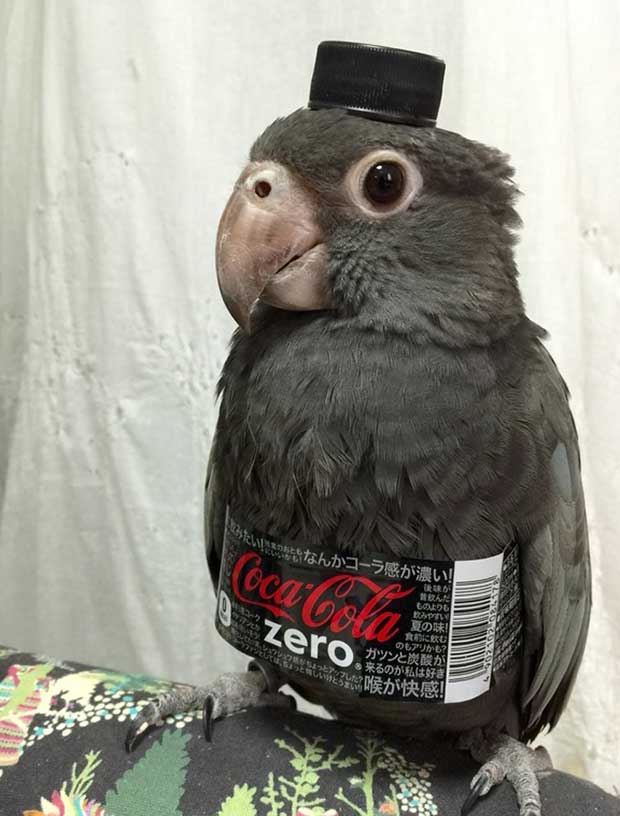 https://teamjimmyjoe.com/wp-content/uploads/2017/03/parrot-bottle-cape-coke-zero.jpg