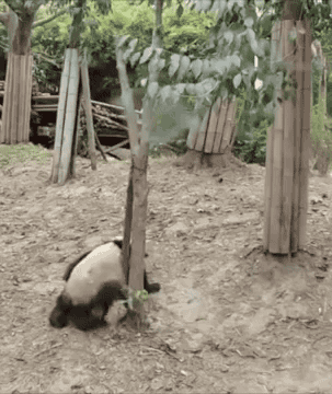 out tree a gif of falling