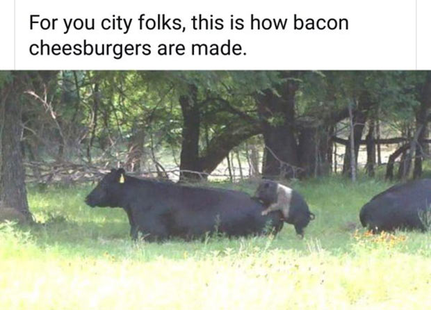 [Image: making-bacon-pig-humping-cow-adult-humor-funny-meme.jpg]
