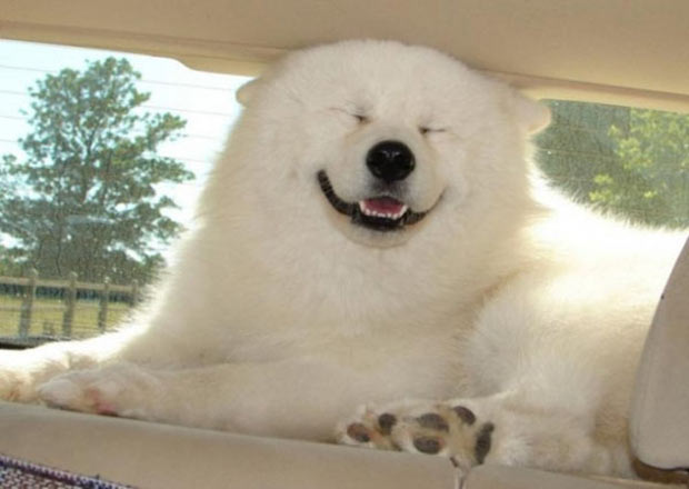 33 Happy Animals Guaranteed to Raise Your Smile | Team Jimmy Joe 33 Happy Animals Guaranteed to Raise Your Smile | Team Jimmy Joe