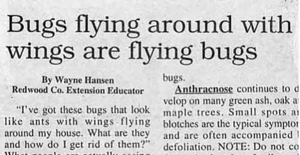 newspaper-headline-fails-flying-bugs.jpg