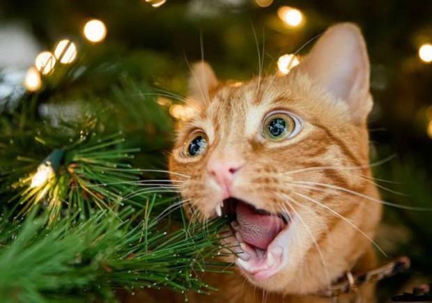33 Funny Christmas Memes Stuff Team Jimmy Joe